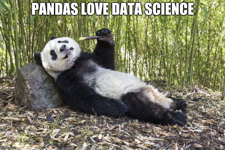 pandas.jpeg